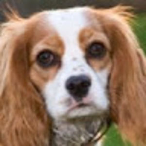 Meet your Posher, Skye